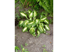 ����� 010.jpg