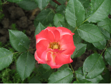 ����������� ���� Sunmaid / ������ ���������