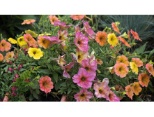 ������� Crazytunia Terracotta � ������� Cascadias Indian Summer