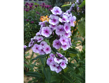 ���� ���� ���