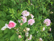 ������ ��������.JPG