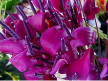 ��������  ������ �������