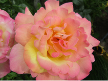 ���� ������ ���/ ������ ���������.JPG