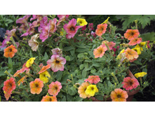 ������� Crazytunia Terracotta � ������� Cascadias Indian Summer