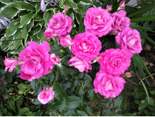 IMG 20180721 185304.jpg