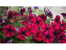 Petunia. Sweetunia Suzie Storm