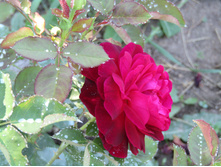 ���� ������� ��� (Munstead Wood) / ������.JPG