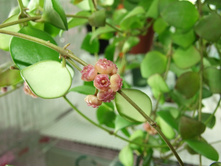 ���� Heuschkeliana