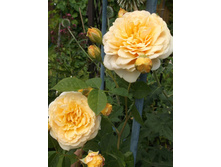 ������ ��������