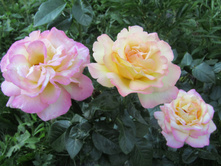 ���� ������ ��� / ������ ���������