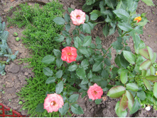 ����������� ���� Sunmaid / ������ ���������