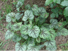 Green Spice, 150, 3��