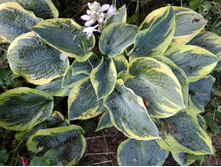 IMG 20180714 175301.jpg