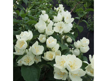 �������� ������ (2� �/���.)