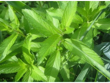 ���� ����� (������������)