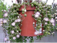 ���������� ����� (Senecio rowleyanus)