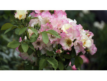 Liola (�����)