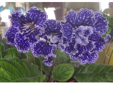 EF-�������� ����.jpg