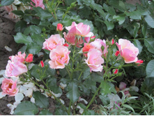 ���� Jazz / ������ ���������