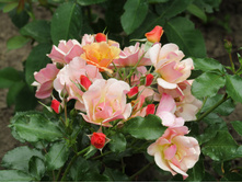 ���� Jazz / ������ ���������.JPG