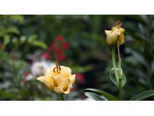 ����� ������� �����