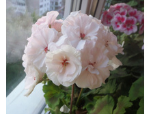 PAC Viva Madeleine.jpg