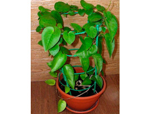 �������� �������������-