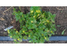 ������� ���� ���