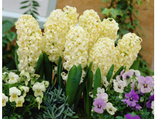 ������� ��������