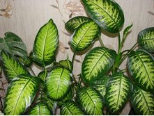 ����������� ������ ���� -600 - 650 ���.