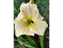 IMG 20180721 083645225 HDR.jpg