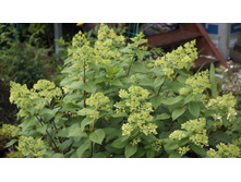 ������ �����