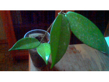 ���� Pubicalux Splash