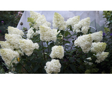 ������ �����