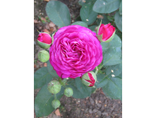 �����/���� ���� Heidi Klum / ������ ���������.JPG