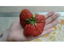 �������, ���� �� "�����"