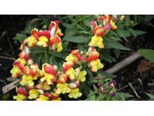 ������� ��� �������� ������ ���