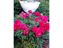 ����� 015.jpg