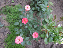 ���� Sunmaid (�����������) / ������ ���������