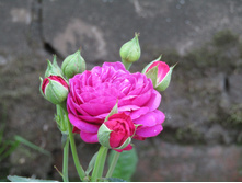 �����/���� ���� Heidi Klum / ������ ���������.JPG