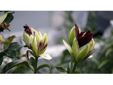 ����� ������� ����