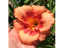 ��������� �����