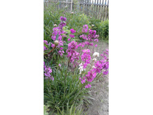 ������ �������