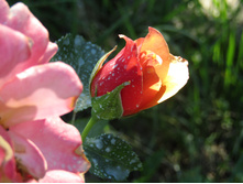 Belle Epoque / ��������� ���������.JPG