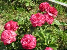 ���� �����-�������� / ��������.JPG