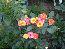 ����������� ���� Sunmaid / ������ ���������