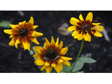 �������� ����� ���� ������