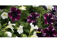 ������� Sweetunia Miss Marvelous