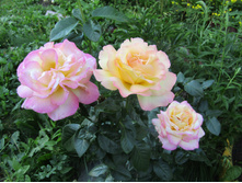 ���� ������ ��� / ������ ���������