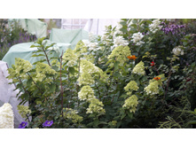 ��������� ����������� �������� �������